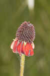 Grassleaf coneflower